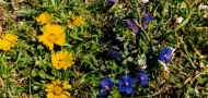 fleur.jpg (62786 octets)
