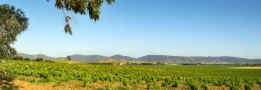 vignoble.jpg (41689 octets)